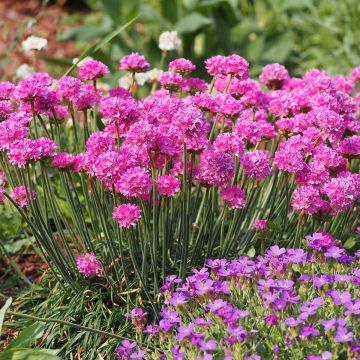 Armeria maritima Vesuvius - Strand-Grasnelke