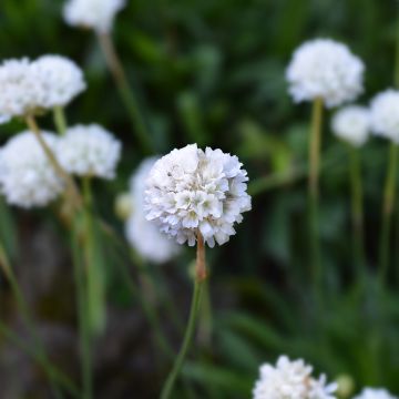 Armeria maritima Alba - Strand-Grasnelke