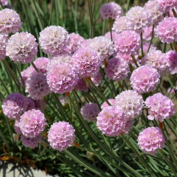 Armeria maritima Rosea - Strand-Grasnelke