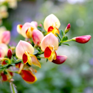 Edelginster Goldfinch - Cytisus scoparius