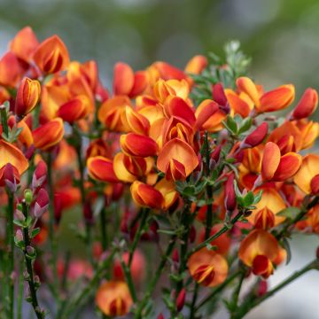 Edelginster Cytisus Lena - Cytisus scoparius