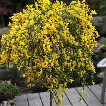 Edelginster Golden Tears - Cytisus scoparius