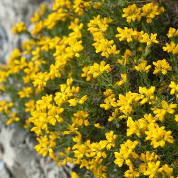 Spanischer Ginster - Genista hispanica