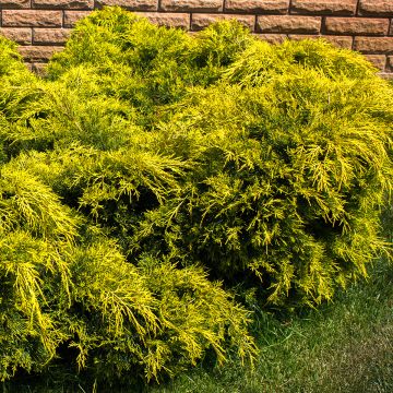 Juniperus pfitzeriana King of Spring