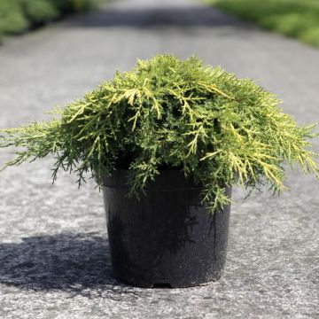 Juniperus pfitzeriana Gold Star