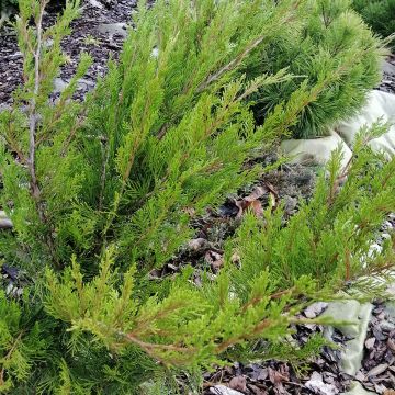 Juniperus media Mint Julep