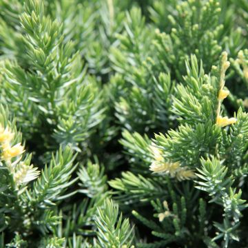 Juniperus chinensis Expansa Variegata