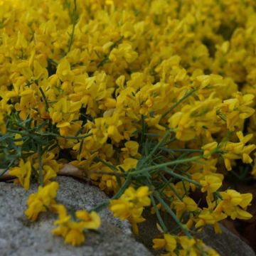 Genista tinctoria Royal Gold - Genêt des teinturiers