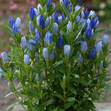 Gentiana makinoi Blue Star - Enzian