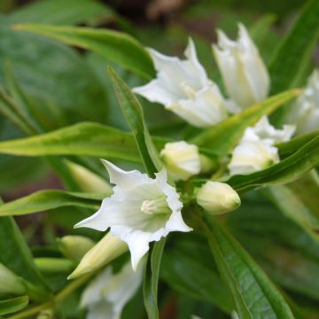 Gentiana asclepiadea var. alba - Schwalbenwurz-Enzian