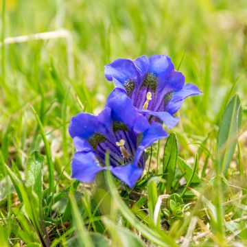 Gentiana acaulis - Kochscher Enzian