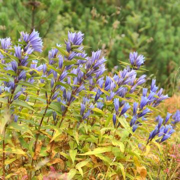 Gentiana asclepiadea - Schwalbenwurz-Enzian