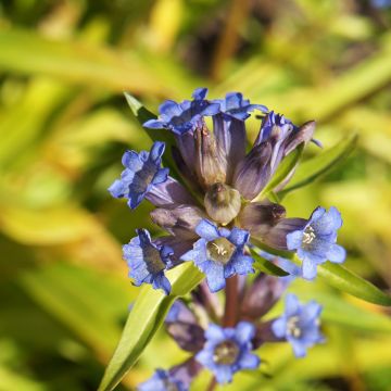 Gentiana dahurica - Dahurischer Enzian