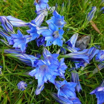 Gentiana sino-ornata - Stängelloser Enzian