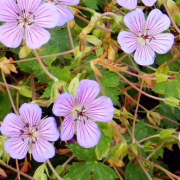 Storchschnabel All Summer Blue - Geranium