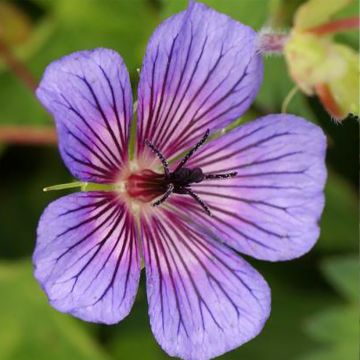 Geranium sanguineum Anne's Family Carol Anne - Blutstorchschnabel