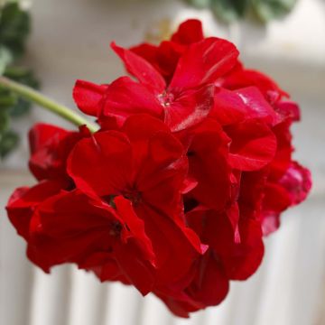 Zonal-Pelargonie Cassiopeia - Pelargonium