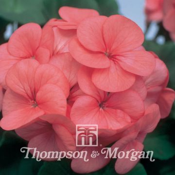 Graines de Géranium Horizon Coral Spice F1 - Pelargonium