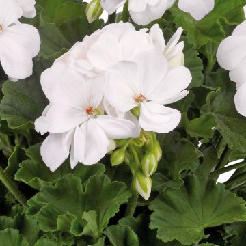 Zonal-Pelargonie Galaxy White - Pelargonium