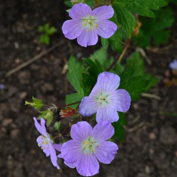 Geranium maculatum Vickie Lynn - Dunkelblättriger Storchschnabel