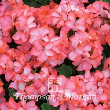 Zonal-Pelargonie Horizon Pink Ice F1 Hybrid (Samen) - Pelargonium