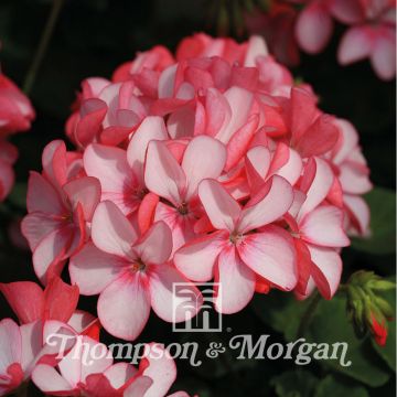 Zonal-Pelargonie Horizon Pink Meteor F1 Hybrid (Samen) - Pelargonium