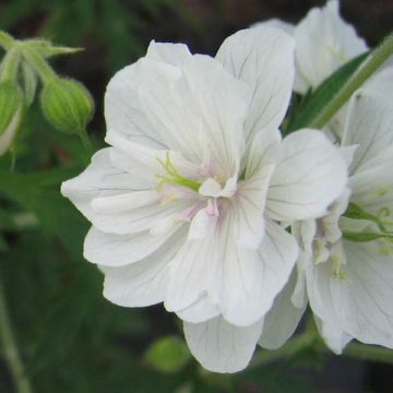 Geranium pratense Plenum Album - Wiesen-Storchschnabel