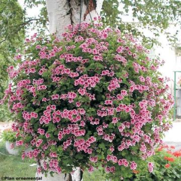 Englische Geranie Angel Eyes Randy - Pelargonium