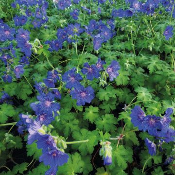 Storchschnabel Sabani Blue - Geranium