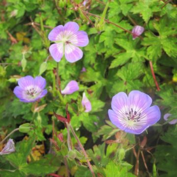 Storchschnabel Sweet Heidi - Geranium