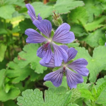 Storchschnabel Terre Franche - Geranium