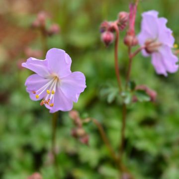 Geranium dalmaticum - Dalmatinischer Storchschnabel