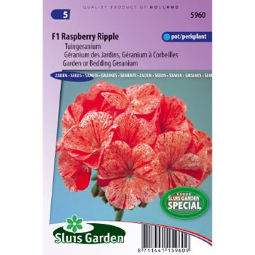 Zonal-Pelargonie F1 Raspberry Ripple (Samen) - Pelargonium