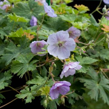 Geranium wallichianum Lilac Ice - Storchschnabel