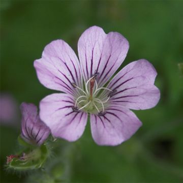 Storchschnabel Karen Wouters - Geranium