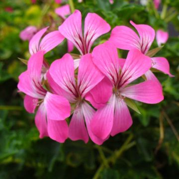 Hängegeranie Balcon Desrumeaux - Pelargonium