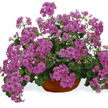 Hängegeranie PAC Happy Face Amethyst Improved - Pelargonium