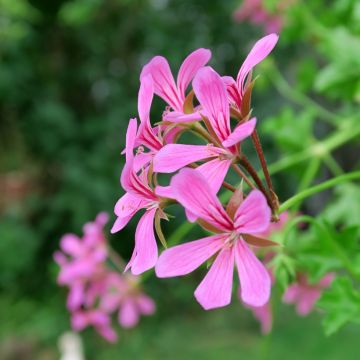 Hängegeranie Balcon Lilas, Lila - Pelargonium