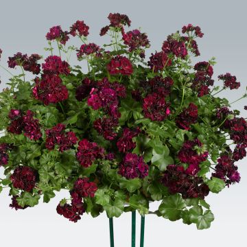 Hängegeranie Tommy - Pelargonium