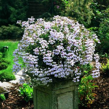 Hängegeranie Ville de Dresden - Pelargonium