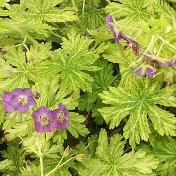 Geranium phaeum Margaret Wilson - Brauner Storchschnabel