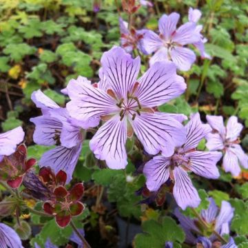 Geranium renardii Tcschelda - Kaukasus-Storchschnabel