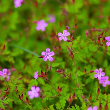 Geranium robertianum - Storchschnabel