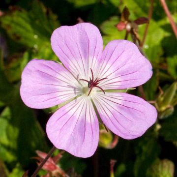 Storchschnabel Silvias Surprise - Geranium