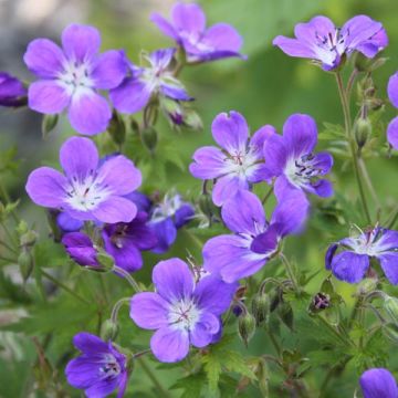 Geranium sylvaticum Ice Blue - Wald-Storchschnabel