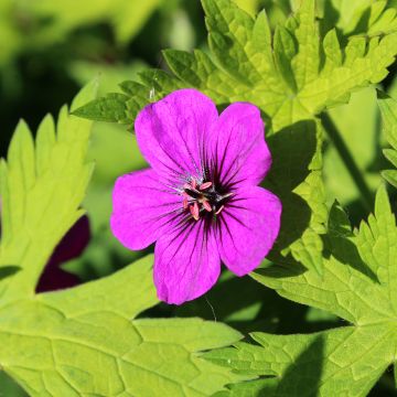 Storchschnabel Ann Folkard - Geranium