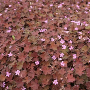 Geranium sessiliflorum Bob's Blunder - Storchschnabel