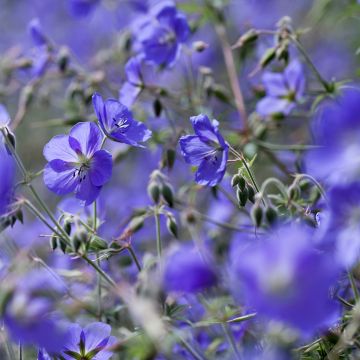 Storchschnabel Brookside - Geranium