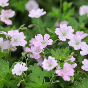 Storchschnabel Dreamland - Geranium