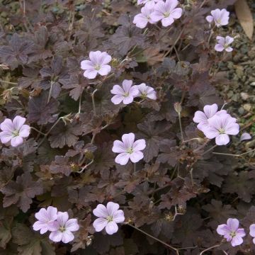 Geranium oxonianum Dusky Crug - Oxford-Storchschnabel